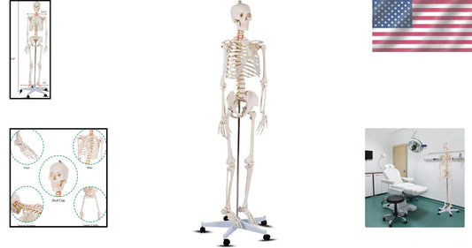 70.8" Life-Size Skeleton Model with Detachable Parts - Ideal for Medical Studies