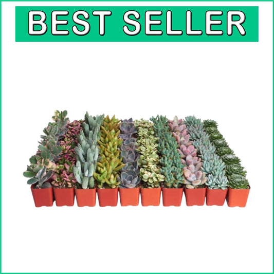 Stunning Pastel Succulent Collection - 64 Mini Plants, Gift Ready & Care Guide
