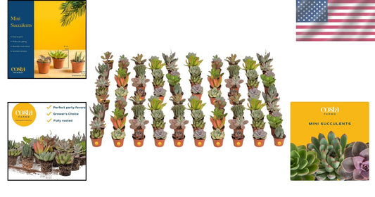 Assorted Mini Succulent Plants - Drought Tolerant Beauties for Any Occasion