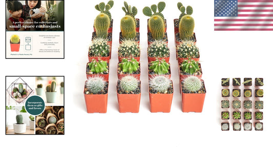 Assorted Live Mini Cactus Plants – Easy Care Bulk Pack of 256 for Any Occasion