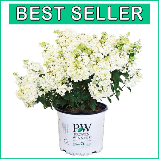 Dwarf Bobo Hydrangea Shrub - White Blooms for Small Gardens, 30-36 in