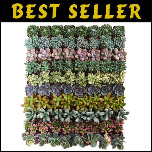 Assorted Live Mini Succulent Collection - 100 Low Maintenance Plants for Gifts