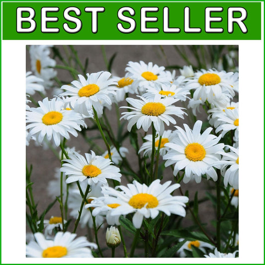 1 Lb. Shasta Daisy Seeds - Perennial, Deer Resistant & Drought Tolerant Flowers