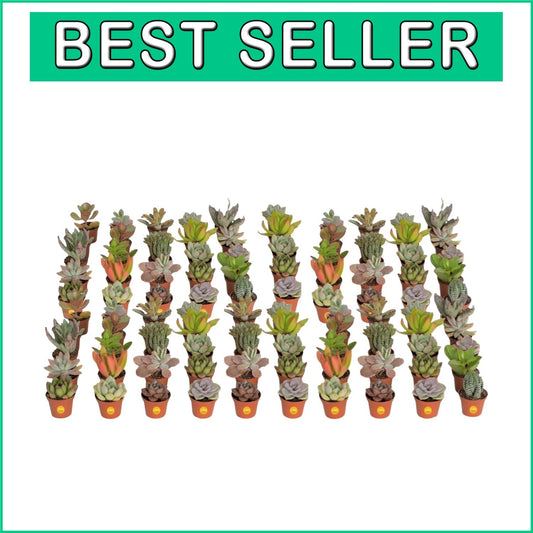 Assorted Mini Succulent Plants - Drought Tolerant Beauties for Any Occasion