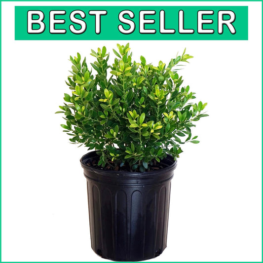 Evergreen Ilex Glabra 'Densa' - Hardy Holly for Moderate Watering | 3-4ft Height