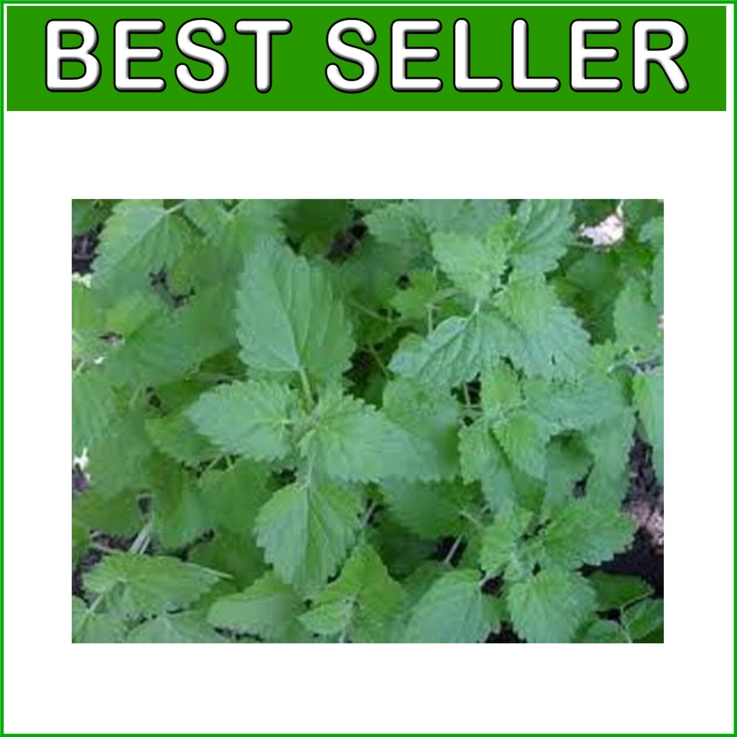 Bulk 1 lb Catnip Seeds - Grow Aromatic Nepeta Cataria for Cats and Bees