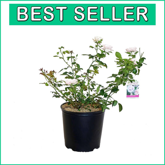 Enchanting Rosa 'New Dawn' Climbing Rose - Double Blooms & Butterfly Attraction