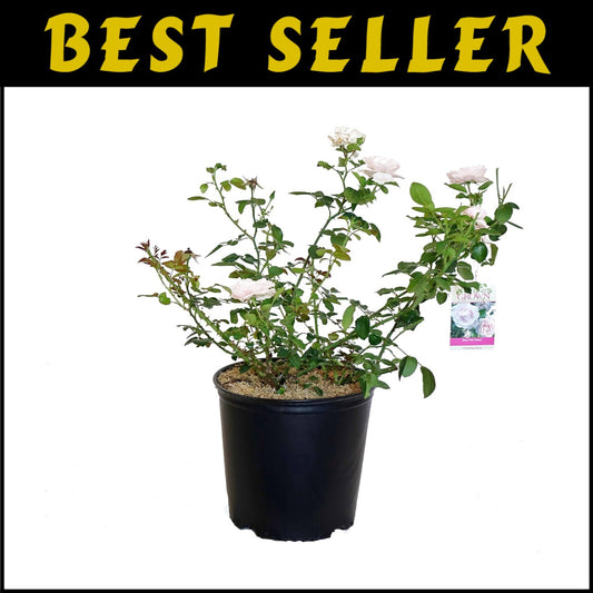 Rosa 'New Dawn' Climbing Rose - Gorgeous Blooming Rose for Garden Aesthetics