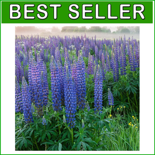 1 lb Russell Lupine Seeds - Vibrant Blue Perennials for Pollinator Gardens