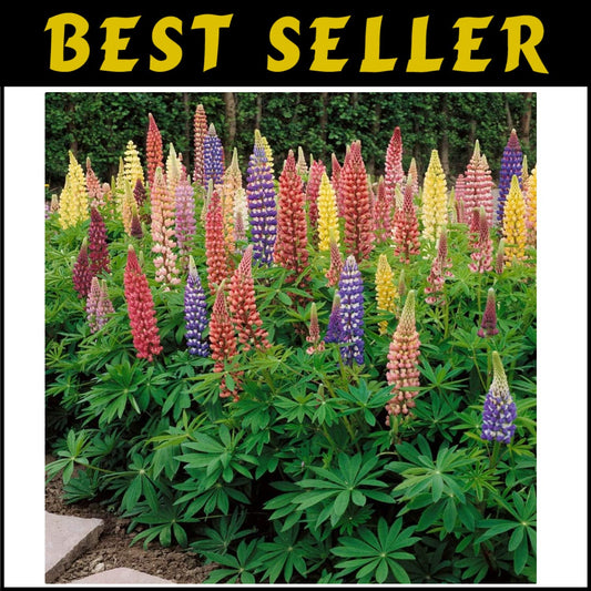 1 lb Mixed Russell Lupine Seeds - Perennial Wildflowers for Pollinator Gardens