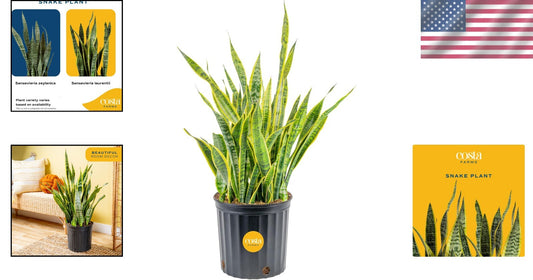 Elegant 3-4 Feet Tall Snake Plant in 12-Inch Pot | Air Purifying Houseplant