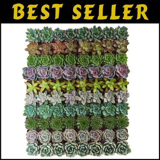 Charming Rosette Succulent Plant Pack - 100 Unique Live Succulents for Gifting