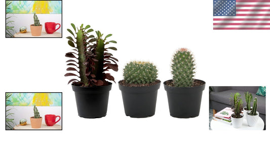 Assorted Live Cactus Collection - Easy-Care Indoor/Outdoor Plants, 10 Inch