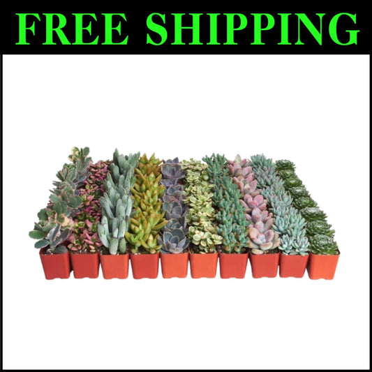 Charming 64-Pack of Pastel Succulents - Low-Maintenance Favors for Any Occasion