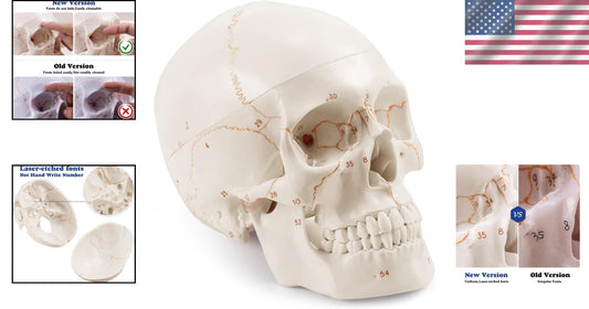 Non-Toxic PVC Life-Size Anatomical Skull with Permanent Laser Fonts for Learning