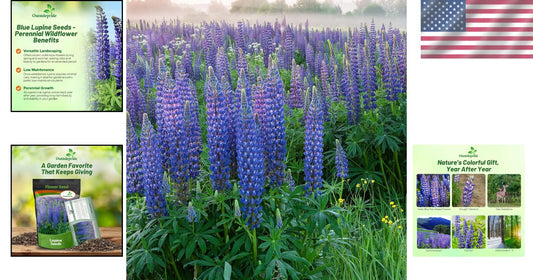 1 lb Russell Lupine Seeds - Vibrant Blue Perennials for Pollinator Gardens