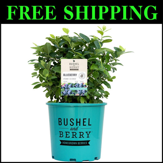 Bushel and Berry Pink Icing Blueberry Edible Shrub - Gorgeous Year-Round Foliage