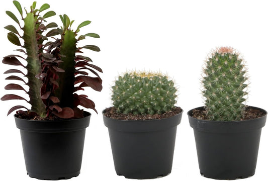 Assorted Live Cactus Collection - Easy-Care Indoor/Outdoor Plants, 10 Inch