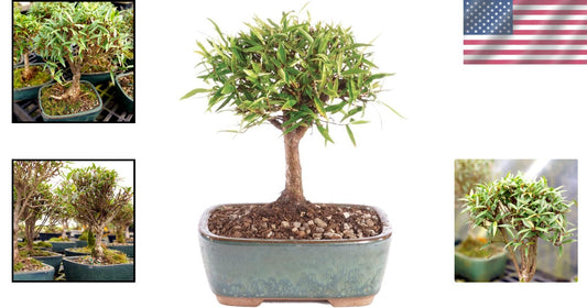 Exquisite Narrow Leaf Ficus Bonsai Tree - Indoor Plant in Elegant Ceramic Pot