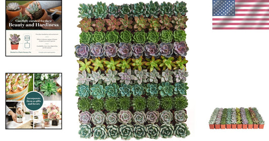Charming Rosette Succulent Plant Pack - 100 Unique Live Succulents for Gifting
