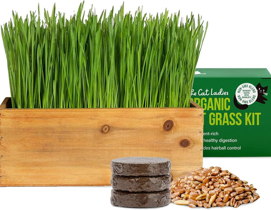 Elegant Cat Grass Kit in Rustic Wood Planter - Nourish & Decorate Your Home