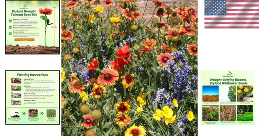 5 lbs Drought-Tolerant Flower Seeds Blend for Pollinators – Spring to Fall Color