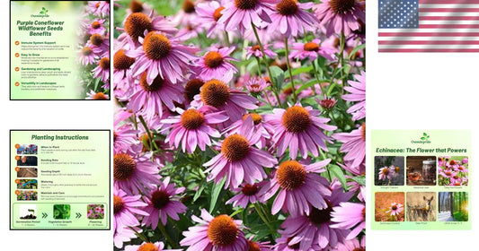 Purple Echinacea Flower Seeds - Deer-Resistant, Pollinator-Friendly Perennials