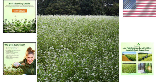Buckwheat Seeds - 10lbs for Sustainable Cover Crop & Biodiversity Enhancement