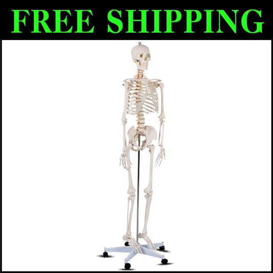 70.8" Life-Size Skeleton Model with Detachable Parts - Ideal for Medical Studies