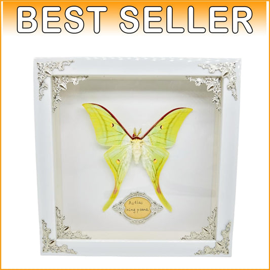 Real Framed Butterfly & Moth Specimens in Solid Wood - Unique Nature Decor