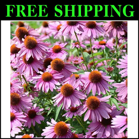 Purple Echinacea Flower Seeds - Deer-Resistant, Pollinator-Friendly Perennials