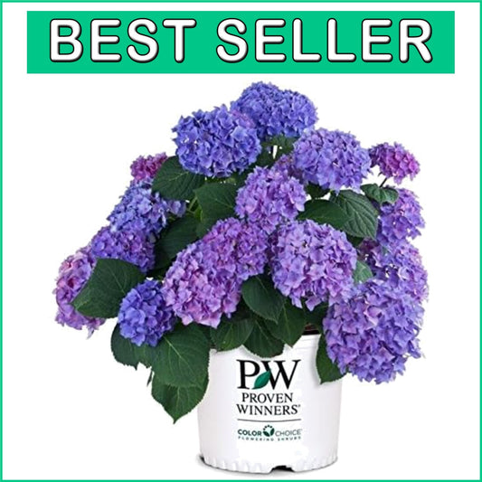 Beautiful Rhythmic Blue Hydrangea in 3 Gallon Pot - Spring Bloomer for Zones 5-9