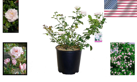 Rosa 'New Dawn' Climbing Rose - Gorgeous Blooming Rose for Garden Aesthetics