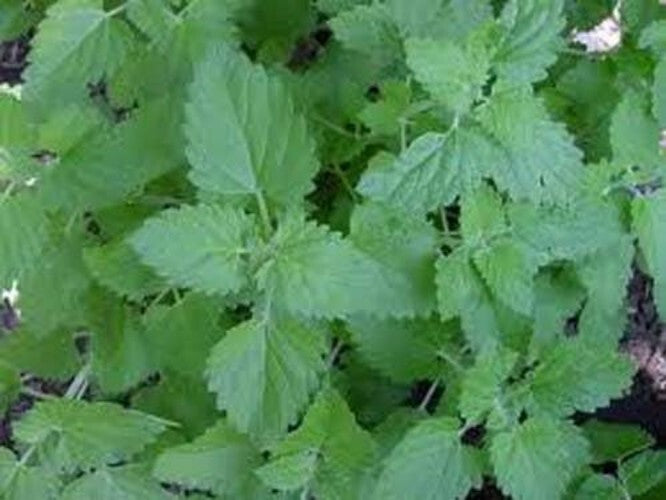 Bulk 1 lb Catnip Seeds - Grow Aromatic Nepeta Cataria for Cats and Bees