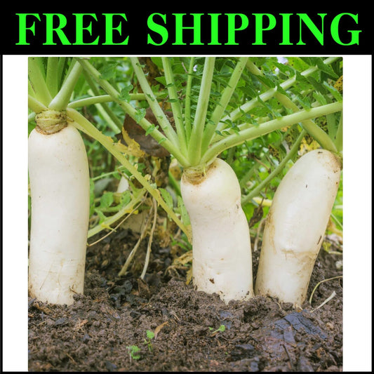 Drought Tolerant 10 lbs. Daikon Radish Seeds - Improve Soil & Grow Fresh Veggies
