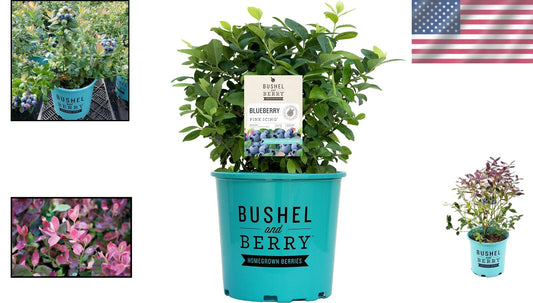 Bushel and Berry Pink Icing Blueberry Edible Shrub - Gorgeous Year-Round Foliage