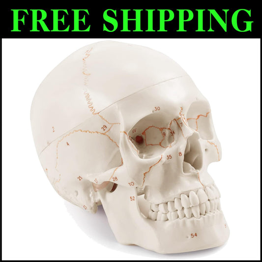 Non-Toxic PVC Life-Size Anatomical Skull with Permanent Laser Fonts for Learning