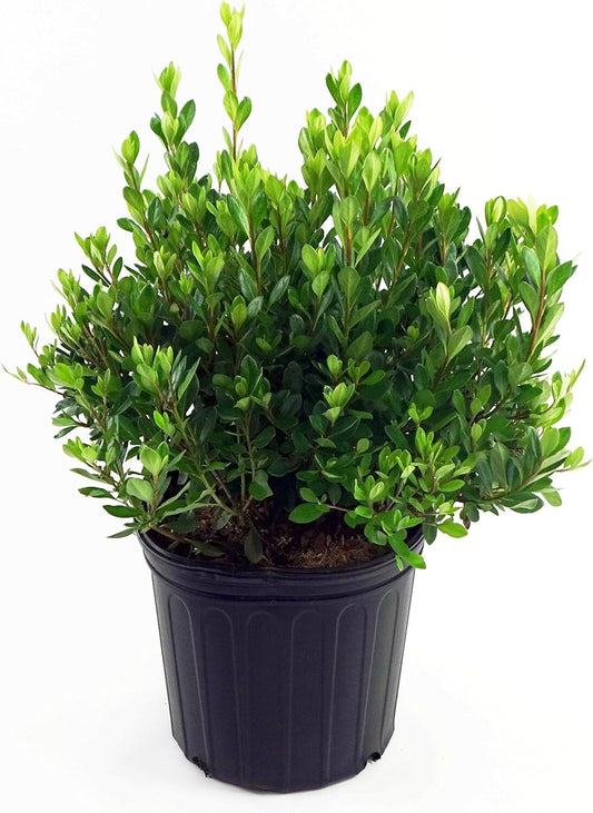 Dense Growing Azalea 'Blaauw's Pink' | Perfect Salmon Pink Blooming Shrub