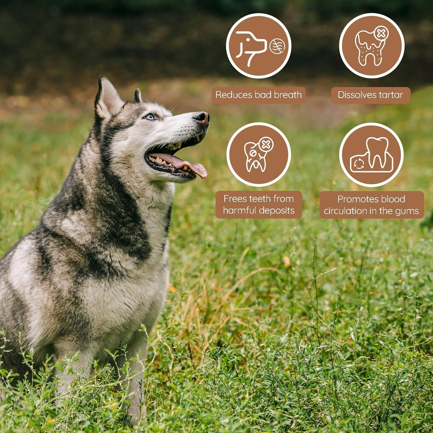 Long-Lasting Olive Wood Dog Chew with Olive Oil - Promotes Dental Health