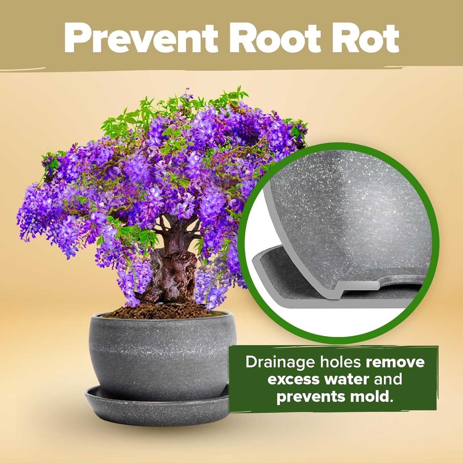 Elegant Bonsai Tree Starter Kit: 4 Unique Varieties & In-Depth Grow Guide