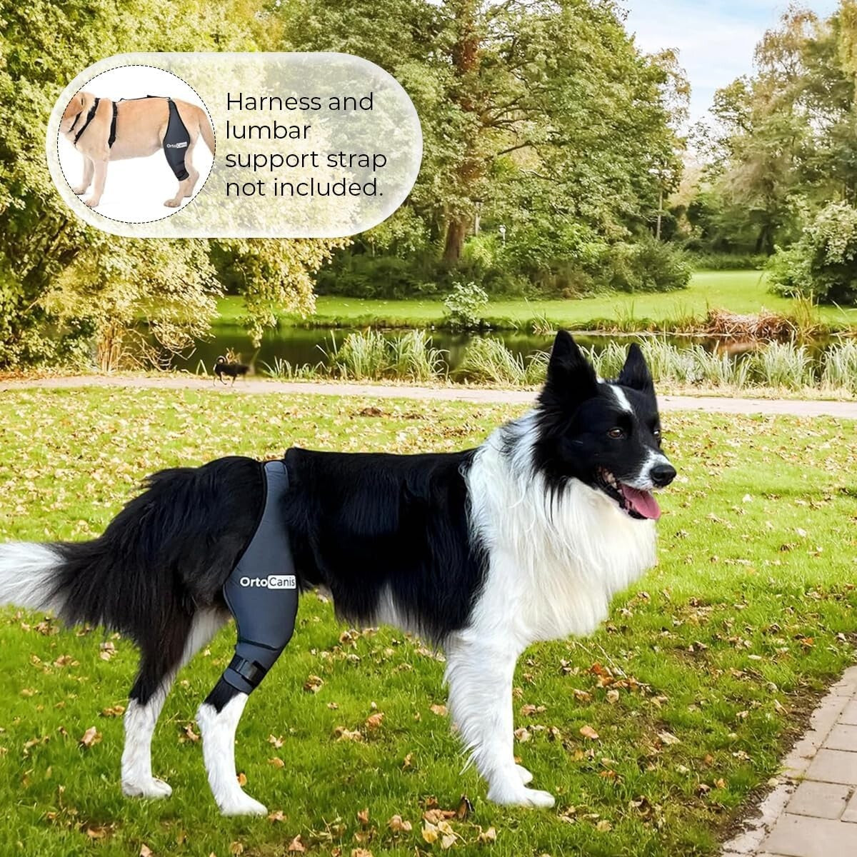 Veterinary-Quality Left Leg Dog Brace for ACL & Patella Support - Mini Size