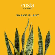 Load image into Gallery viewer, 2-Foot Sansevieria - Live Indoor Snake Plant for Home Décor &amp; Relaxation