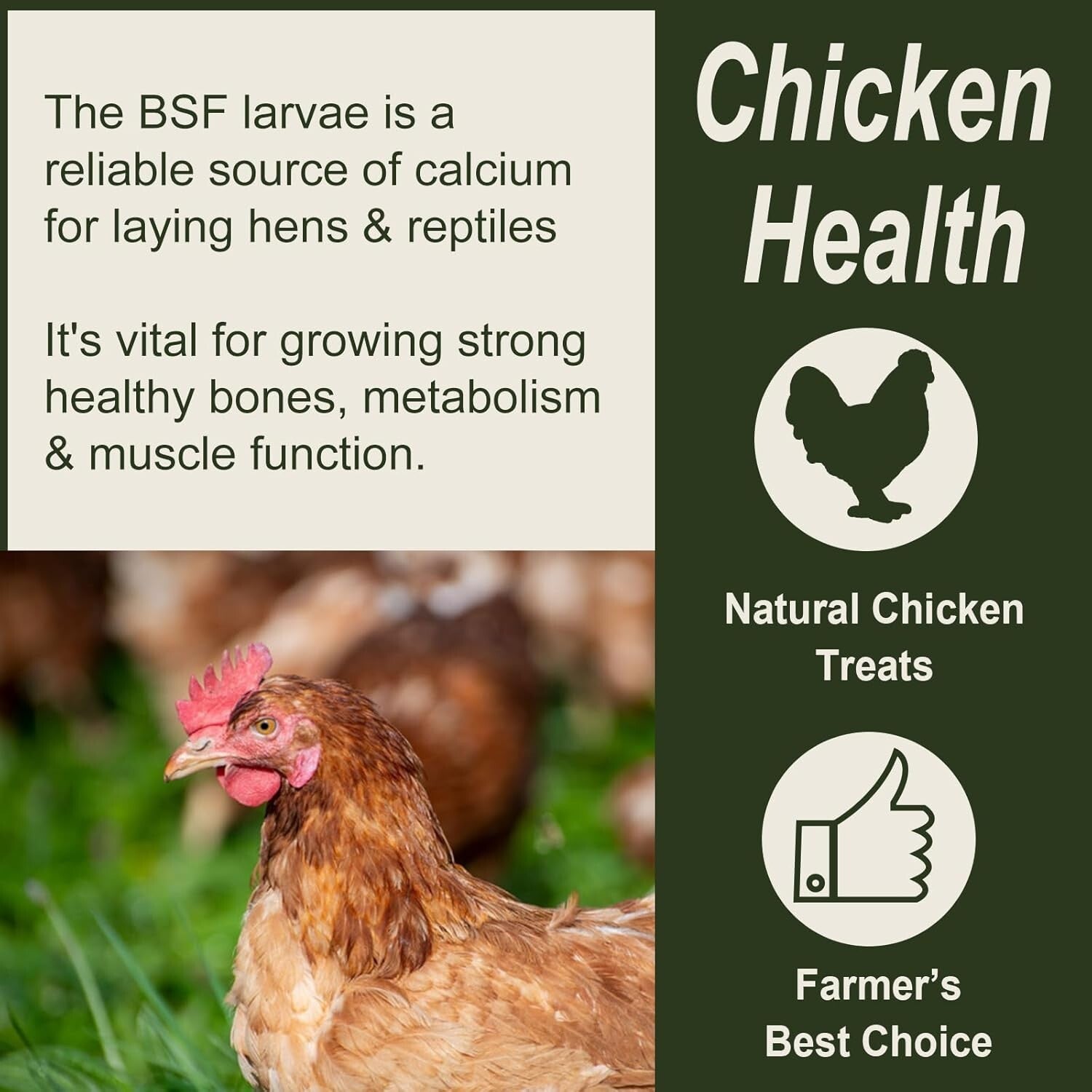 Sustainable 10LB Dried Black Soldier Fly Larvae - Premium Nutrition for All Pets