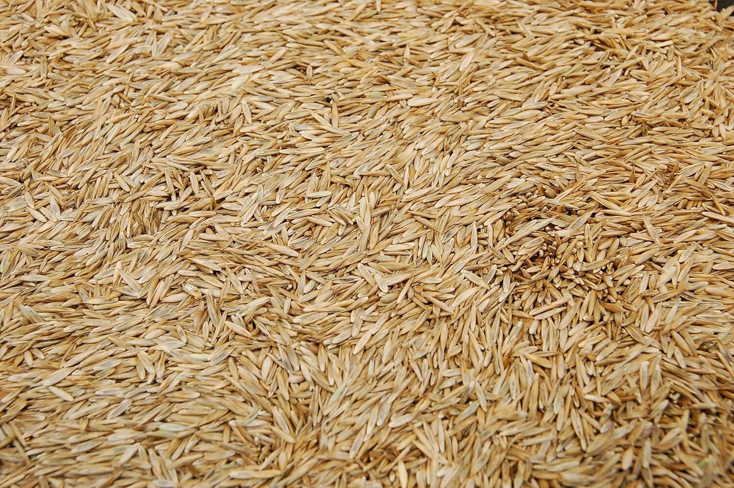 Drought-Tolerant Kentucky 31 Tall Fescue Grass Seed - 10lbs for Resilient Lawns