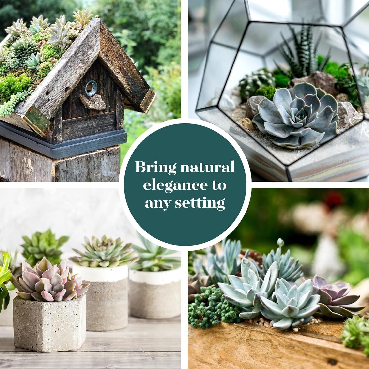 Charming Rosette Succulent Plant Pack - 100 Unique Live Succulents for Gifting