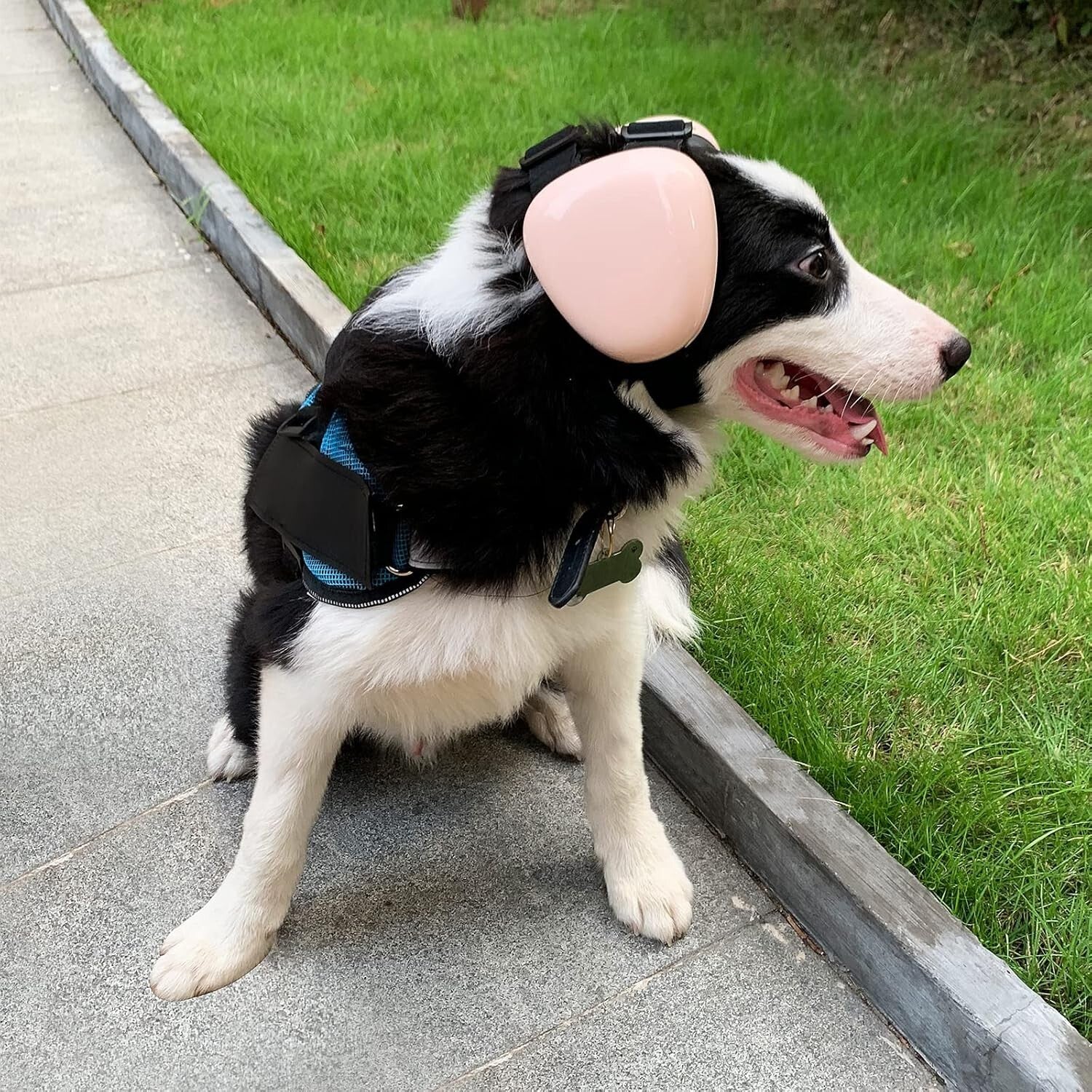 Comfortable Blue Dog Earmuffs - Large Size for Small Breeds and Noise Protection