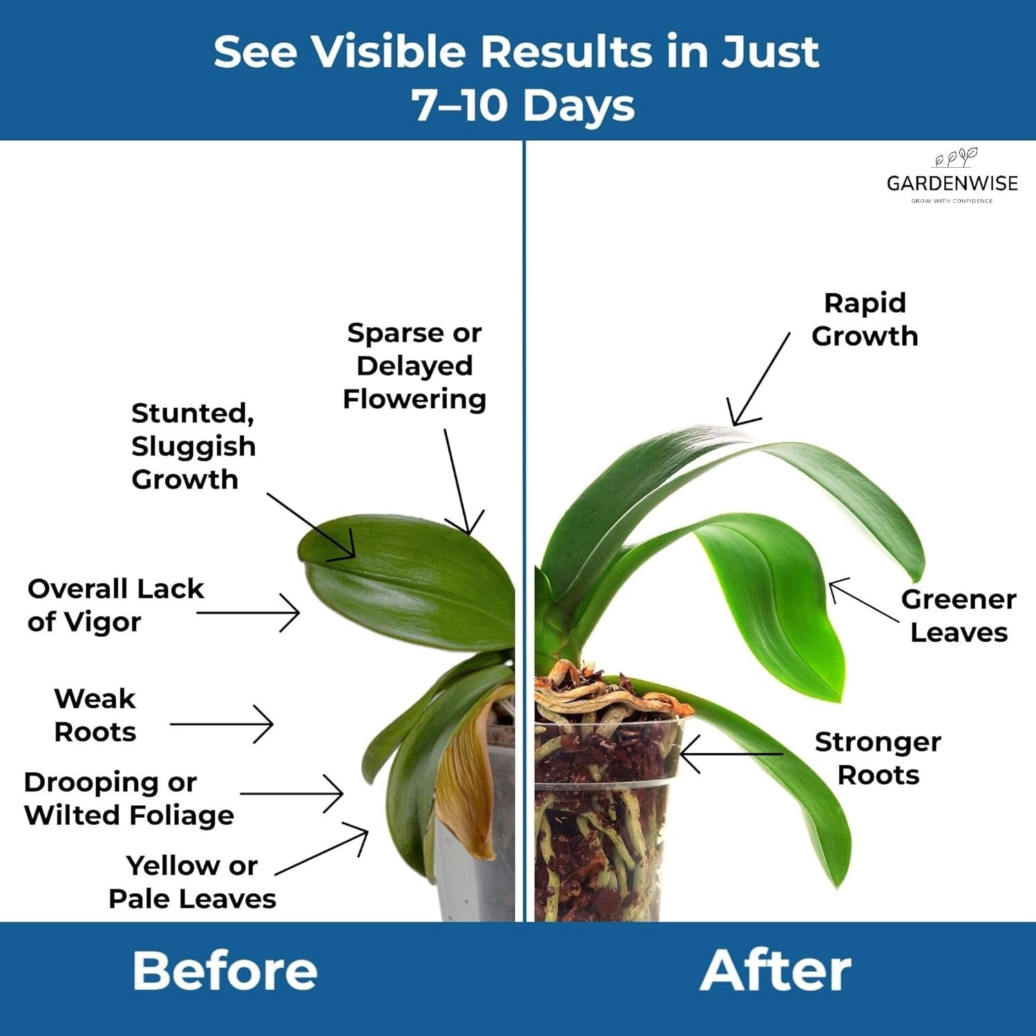 Universal 20-20-20 Water-Soluble Fertilizer - Ideal for All Plants, 4 Quarts