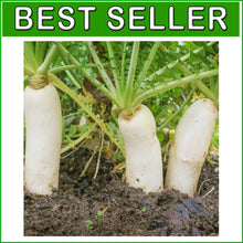 Load image into Gallery viewer, Premium 10 lbs Daikon Radish Seeds for Soil Improvement &amp; Erosion Control