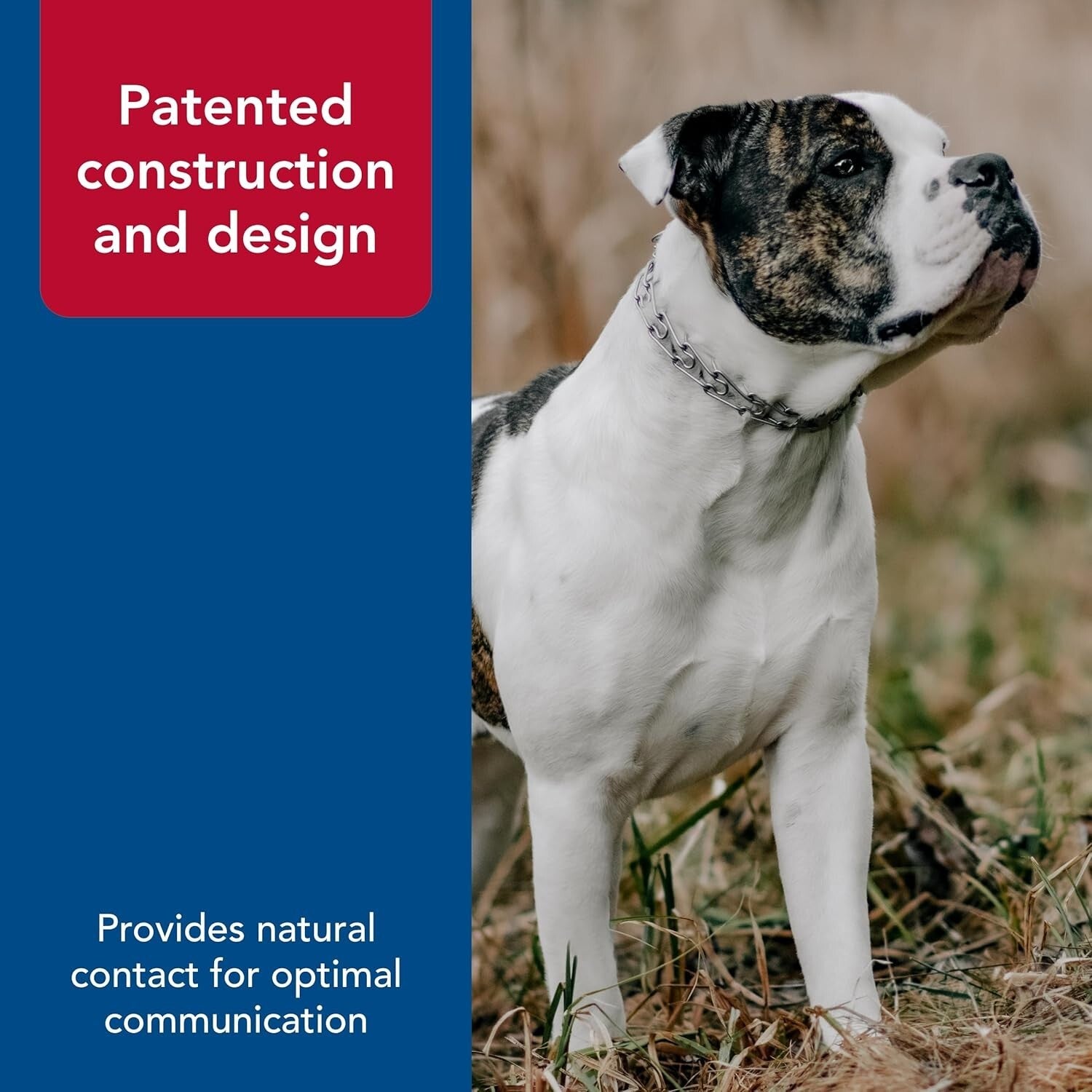 Durable Chrome Prong Dog Collar, 4mm x 21" - Behavior Correction for Large Dogs