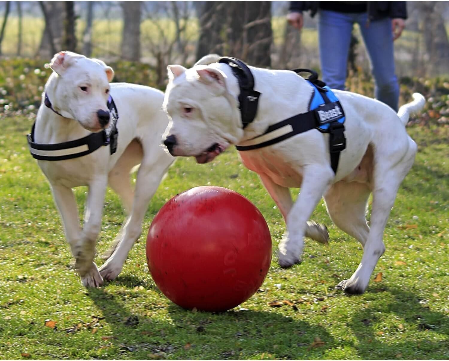 Extra-Large Red Dog Toy Ball – Engaging Push-n-Play Design for Active Breeds